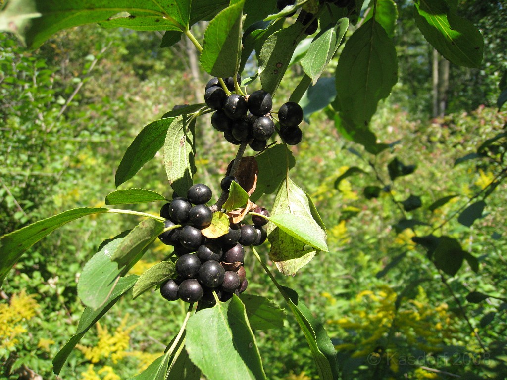 Michigans West Coast 2009 1550.jpg - Labor Day 2009. A trip along Michigans west coast to see beachs, art and buffets.